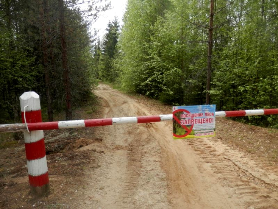 В Быковском районе вводится ограничение на посещение лесов