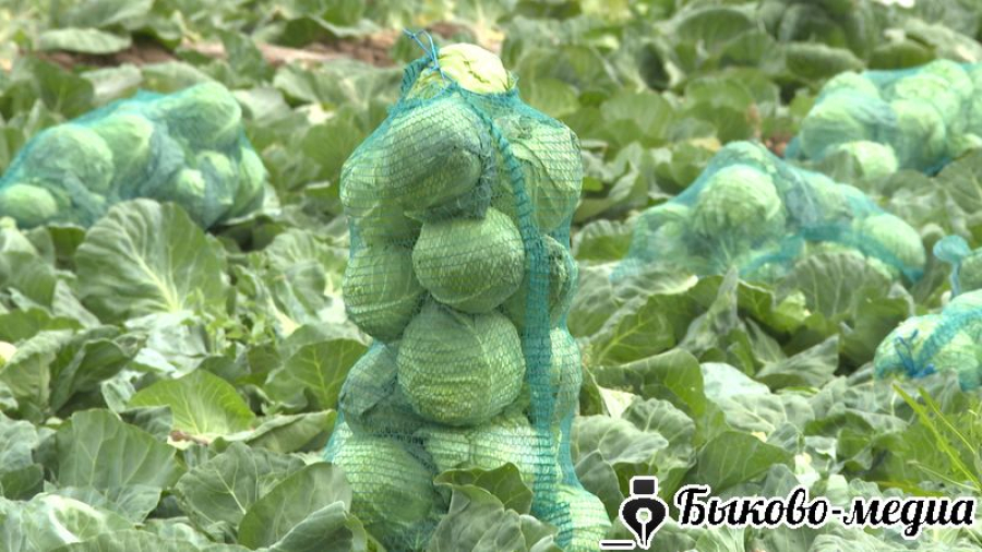 На полях района собирают капусту