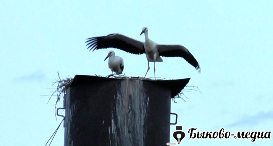 Аисты вернулись в Приморск