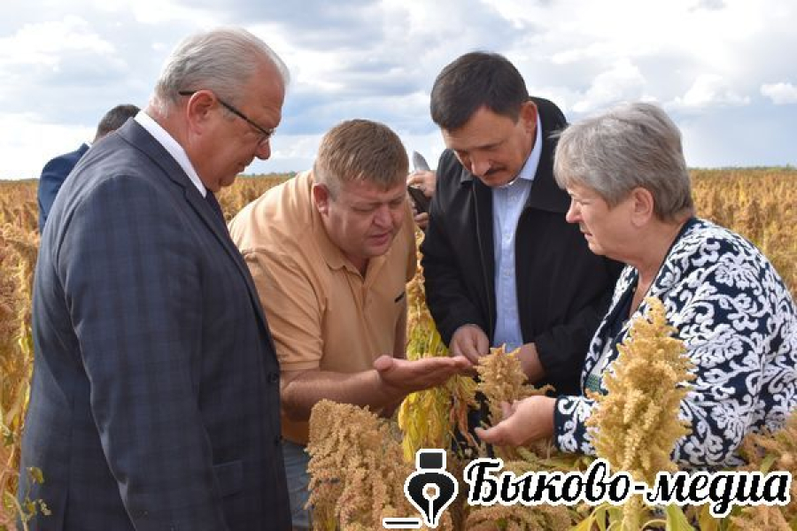 В Быковском районе возводят площадку для первичной переработки амаранта
