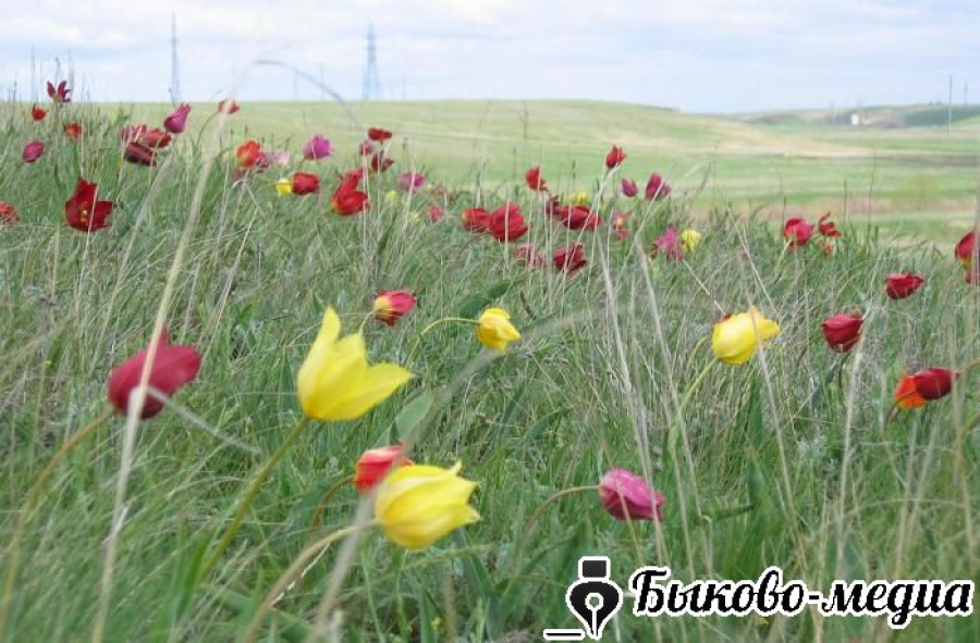 Сорванный в степи тюльпан может обернуться штрафом