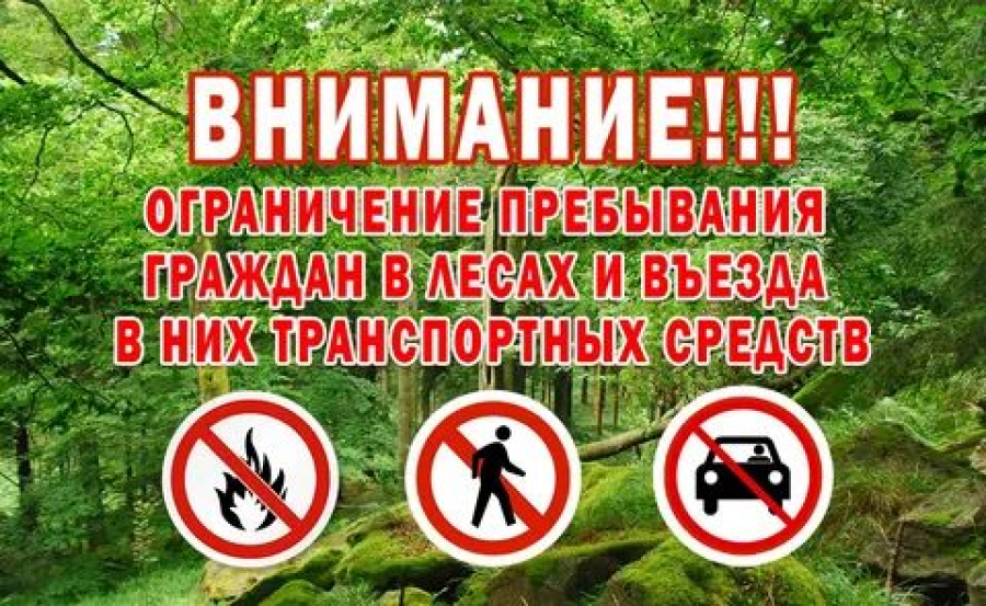 Введено ограничение пребывания граждан в лесах и въезда в них транспортных средств
