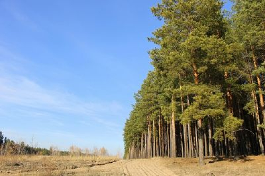 В Волгоградской области продлен запрет на посещение лесов