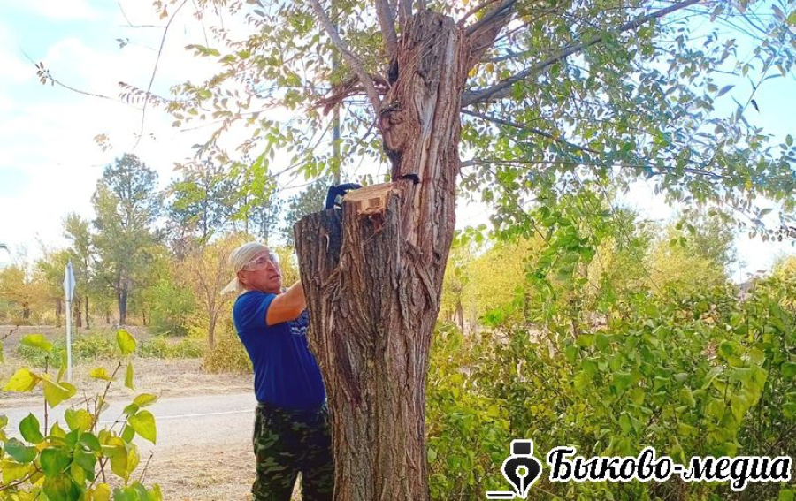 В Зеленом обрезают деревья