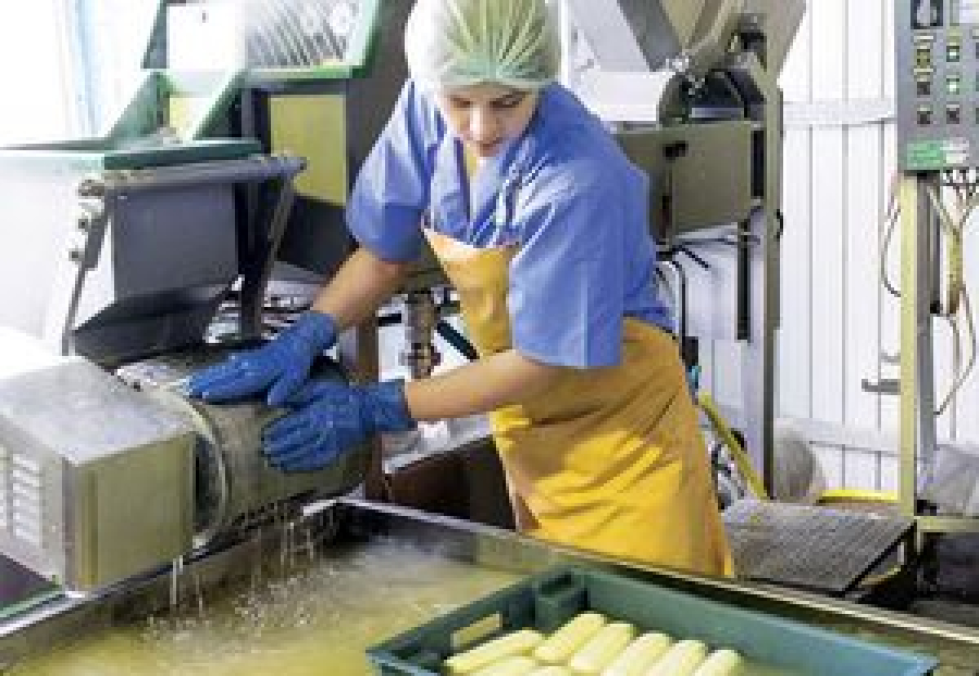 На Михайловском молочном комбинате эксперты оптимизируют процесс производства