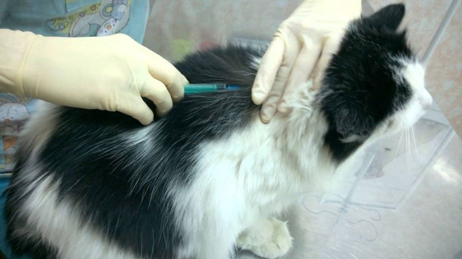 В Зеленом прошла  вакцинация домашних животных от бешенства