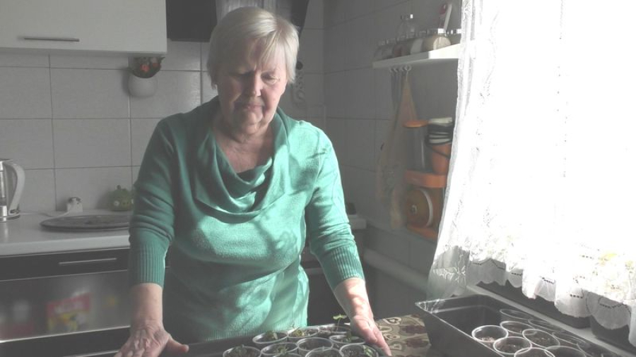 Приморчанка Нина Гапиенко выращивает саженцы катальпы и туи для посадки на площади посёлка