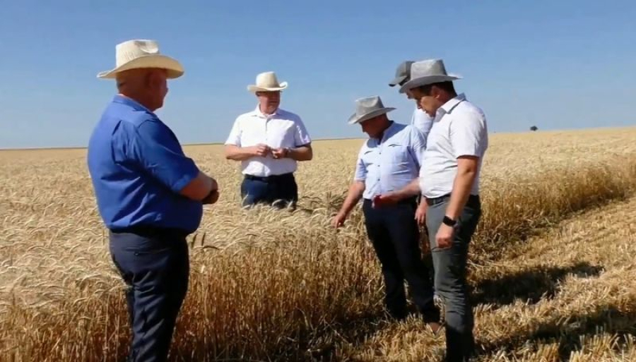 В Приморске начали  уборку зерна