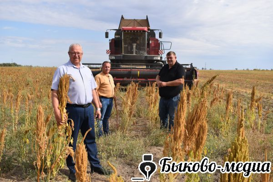 В районе началась уборка амаранта
