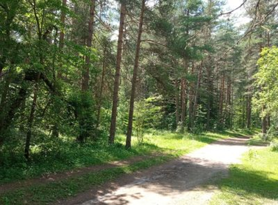 В лесах волгоградского региона выполняют противопожарные мероприятия