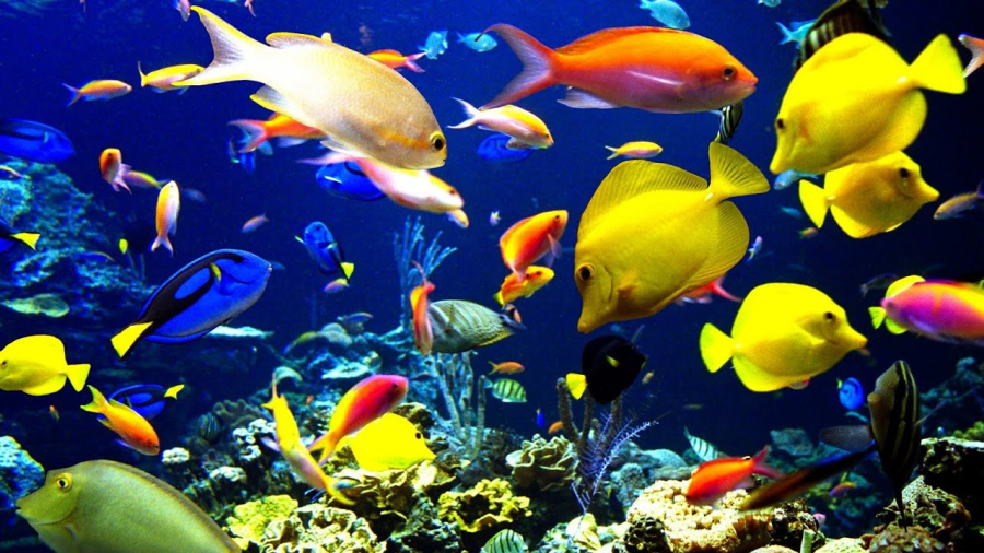Таблицы совместимости разных видов аквариумных рыбок. Продолжение 1