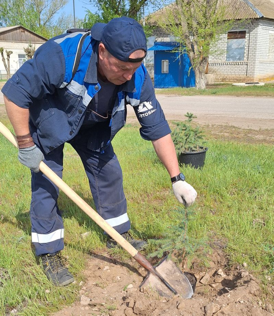 В Зеленом высадили саженцы ели