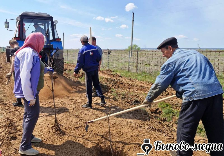 На гражданском кладбище Приморска высадили саженцы катальпы