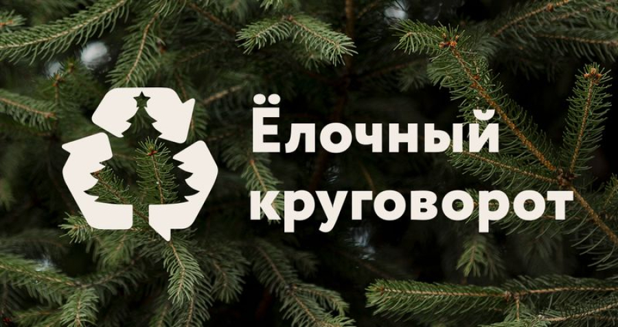 Быковчанам предлагают сдать ёлки