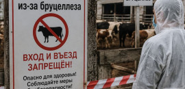 В селе Луговая Пролейка введен карантин из-за вспышки бруцеллеза